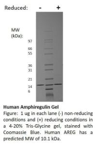 Human recombinant Amphiregulin (from <i>E. coli</i>)