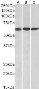 Antibody anti-MMP14 100 µg