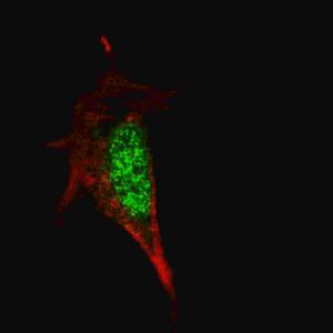 Anti-SOX2 Mouse Monoclonal Antibody (AP (Alkaline Phosphatase)) [clone: 57CT23.3.4]