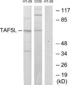 Western blot analysis of lysates from HT-29 and COS7 cells using Anti-TAF5L Antibody. The right hand lane represents a negative control, where the antibody is blocked by the immunising peptide