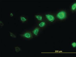 Anti-CAPNS1 Mouse Monoclonal Antibody [clone: 3C4]