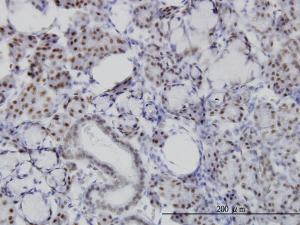 Anti-NFIC Mouse Monoclonal Antibody [clone: 1C12-2A2]