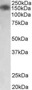 Antibody anti-myosin light chain kinase