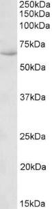 Anti-HSPA13 Antibody (A85107) (01 µg/ml) staining of Human Uterus lysate (35 µg protein in RIPA buffer) Primary incubation was 1 hour Detected by chemiluminescence