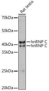 Western blot analysis of extracts of Rat testis, using Anti-hnRNP C1/C2/HNRNPC Antibody (A305310) at 1:1,000 dilution The secondary antibody was Goat Anti-Rabbit IgG H&L Antibody (HRP) at 1:10,000 dilution Lysates/proteins were present at 25 µg per lane