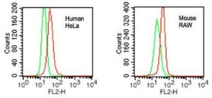 Anti-VPRBP Rabbit Polyclonal Antibody