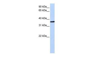 Anti-CHORDC1 Rabbit Polyclonal Antibody