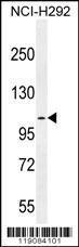 Anti-MUC3B Rabbit Polyclonal Antibody (AP (Alkaline Phosphatase))