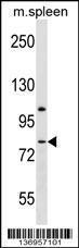 Anti-LPHN3 Rabbit Polyclonal Antibody (Biotin)