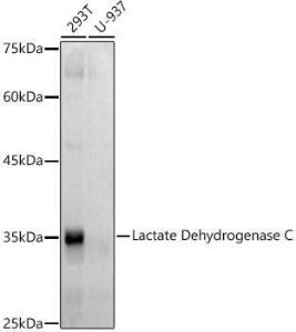 Western blot analysis of extracts of various cell lines, using Anti-LDH-C Antibody [ARC2796] (A307880) at 1:500 dilution. The secondary antibody was Goat Anti-Rabbit IgG H&L Antibody (HRP) at 1:10,000 dilution.