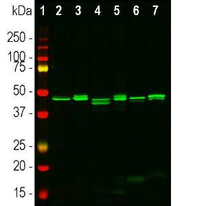 Anti-CNPase Goat Polyclonal Antibody