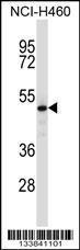 Anti-COPS2 Rabbit Polyclonal Antibody