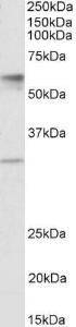 Anti-SLC17A5 Goat Polyclonal Antibody