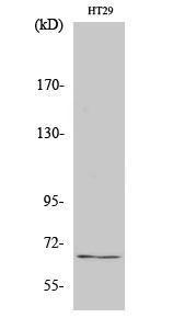 Western blot analysis of various cells using Anti-TAF5L Antibody