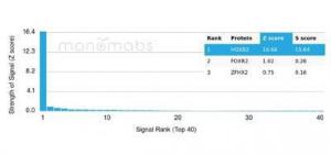 Analysis of protein array containing more than 19000 full-length human proteins using Anti-HOXB2 Antibody [PCRP-HOXB2-1F2].