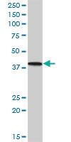 Anti-PNMA1 Mouse Polyclonal Antibody