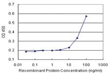 Anti-HOOK1 Antibody Pair