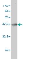 Anti-MYCN Mouse Monoclonal Antibody [clone: 3H4]