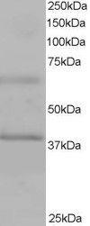 Anti-ABTB1 Antibody (A83452) staining (1µg/ml) of Human Heart lysate (RIPA buffer, 35µg total protein per lane). Primary incubated for 1 hour. Detected by western blot using chemiluminescence.