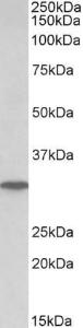 Anti-PNP Antibody (A85109) (0.1 µg/ml) staining of Human Liver lysate (35 µg protein in RIPA buffer). Primary incubation was 1 hour. Detected by chemiluminescence