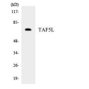 Western blot analysis of the lysates from HepG2 cells using Anti-TAF5L Antibody