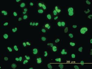 Anti-NFIC Mouse Monoclonal Antibody [clone: 1C12-2A2]