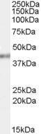 Anti-PCBP4 Antibody (A83453) (0.03 µg/ml) staining of HeLa cell lysate (35 µg protein in RIPA buffer). Primary incubation was 1 hour. Detected by chemilu minescence