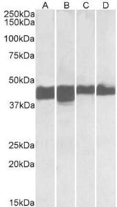 Anti-Creatine Kinase MM Antibody (A85110) (0.01µg/ml) staining of Human (A, C) and Mouse (B, D) Skeletal Muscle (A, B) and Heart (C, D) lysates (35µg protein in RIPA buffer). Detected by chemiluminescence.