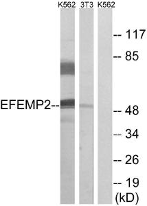 Antibody anti-EFEMP2 100 µg