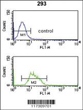 Anti-RFC3 Rabbit Polyclonal Antibody