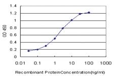 Anti-CAPNS1 Mouse Monoclonal Antibody [clone: 3C4]