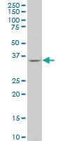 Anti-PQBP1 Mouse Polyclonal Antibody