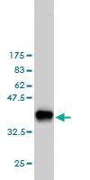 Anti-PIN1 Mouse Monoclonal Antibody [clone: 5A8]