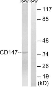 Western blot analysis of lysates from RAW264.7 cells using Anti-CD147 Antibody. The right hand lane represents a negative control, where the Antibody is blocked by the immunising peptide