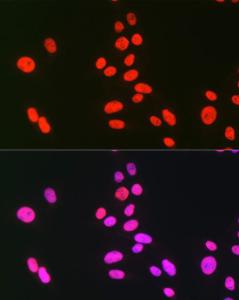 Immunofluorescence analysis of U-2 OS cells using Anti-hnRNP C1/C2/HNRNPC Antibody (A305310) at a dilution of 1:100 (40x lens) DAPI was used to stain the cell nuclei (blue)