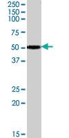 Anti-CHRNB3 Goat Polyclonal Antibody