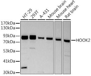 Western blot analysis of extracts of various cell lines, using Anti-HOOK2 Antibody [ARC2769] (A307881) at 1:500 dilution. The secondary Antibody was Goat Anti-Rabbit IgG H&L Antibody (HRP) at 1:10000 dilution. Lysates/proteins were present at 25 µg per lane