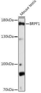 Western blot analysis of extracts of Mouse testis, using Anti-Peregrin/BRPF1 Antibody (A93180) at 1:1000 dilution. The secondary Antibody was Goat Anti-Rabbit IgG H&L Antibody (HRP) at 1:10000 dilution. Lysates/proteins were present at 25 µg per lane