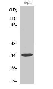 Anti-Annexin A3 Rabbit Polyclonal Antibody