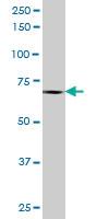 Anti-PTPRN2 Mouse Polyclonal Antibody