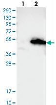 Anti-AMZ2 Rabbit Polyclonal Antibody