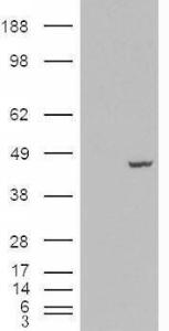 HEK293 overexpressing PCBP4 (RC200749) and probed with Anti-PCBP4 Antibody (A83453) (mock transfection in first lane), tested by Origene