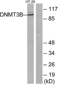 Antibody anti-DNMT3B A98383-100 100 µg