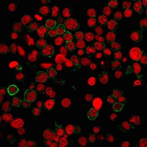 Immunofluorescent analysis of Jurkat cells stained with Anti-CD31 Antibody [PECAM1/3540] followed by Goat Anti-Mouse IgG (CF&#174; 488) (Green). Nuclei are stained with RedDot.