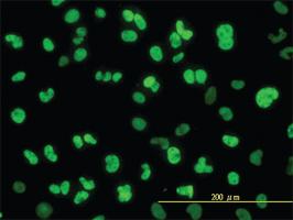 Anti-NFIC Mouse Monoclonal Antibody [clone: 1C12-2A2]