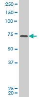 Anti-PASD1 Mouse Monoclonal Antibody [clone: 2B10]