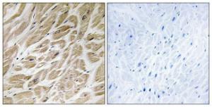 Anti-MRPS24 Rabbit Polyclonal Antibody