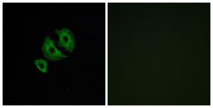 Immunofluorescence analysis of A549 cells using Anti-OR10J6 Antibody The right hand panel represents a negative control, where the antibody was pre-incubated with the immunising peptide