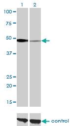 Anti-NFIC Mouse Monoclonal Antibody [clone: 1C12-2A2]