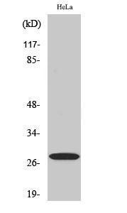 Western blot analysis of various cells using Anti-14-3-3 zeta Antibody